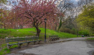 Central Park 'ta bahar, New York' ta Japon kiraz ağaçları arasında