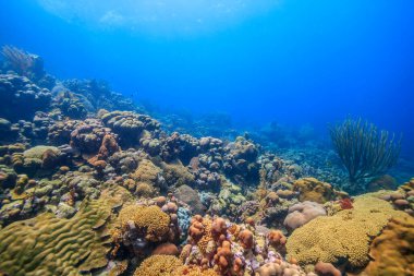 Bonaire adasının kıyısındaki Karayip mercan resifleri