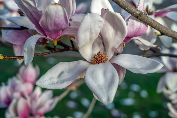 Wiosną Drzewo Magnolii — Zdjęcie stockowe