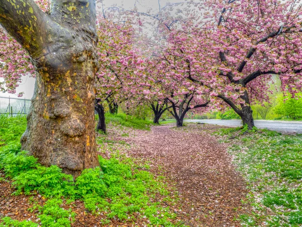 Wiosna Central Parku Nowy Jork Wśród Japońskich Wiśni — Zdjęcie stockowe