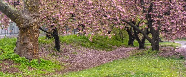 Primavera Central Park New York Tra Ciliegi Giapponesi — Foto Stock