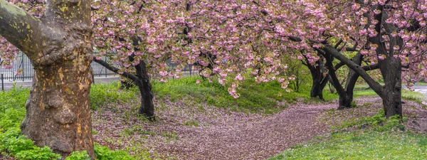 Весна Центральном Парке Нью Йорка Среди Японских Вишневых Деревьев — стоковое фото
