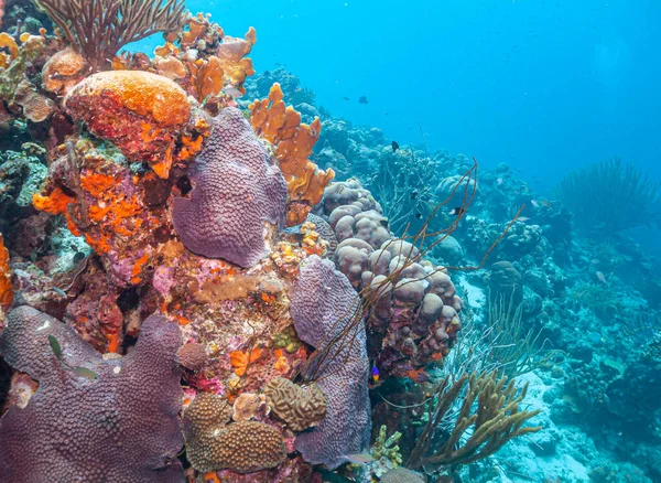Карибский Коралловый Риф Берегов Острова Бонайр — стоковое фото