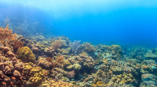 博内尔岛沿海的加勒比珊瑚礁 — 图库照片