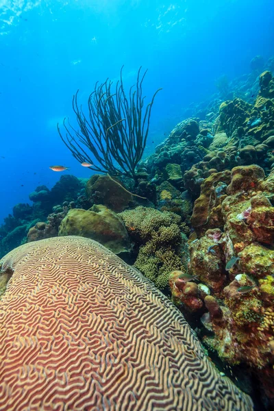 博内尔岛沿海的加勒比珊瑚礁 — 图库照片