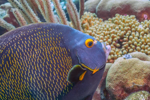 Bonaire Adasının Kıyısındaki Karayip Mercan Resifi Fransız Meleği — Stok fotoğraf