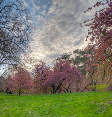 Baharın başlarında New York Central Park 'ta çiçek açan Japon kiraz ağacı.