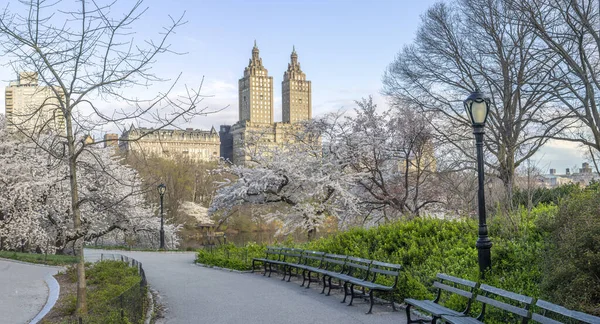 Frühling Central Park New York City Mit Blühenden Kirschbäumen — Stockfoto