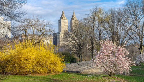 Central Park 'ta bahar, New York' ta çiçek açan kiraz ağaçları