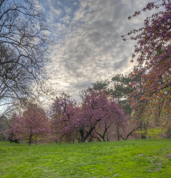 Floração Cerejeira Japonesa Início Primavera Central Park Nova York — Fotografia de Stock