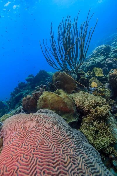 博内尔岛沿海的加勒比珊瑚礁 — 图库照片