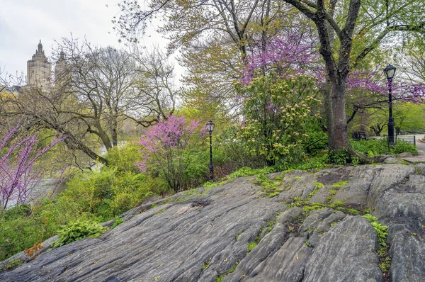 Ciliegio Giapponese Fiore All Inizio Della Primavera Central Park New — Foto Stock