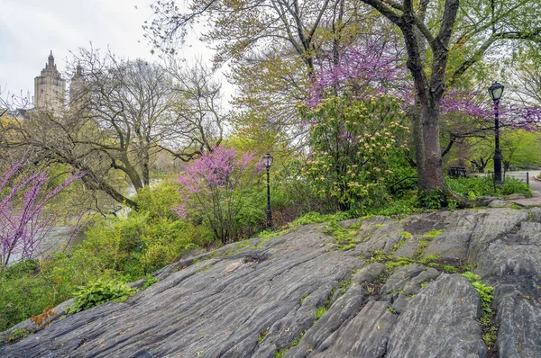 Bloeiende Japanse Kers Boom Het Vroege Voorjaar Central Park New — Stockfoto