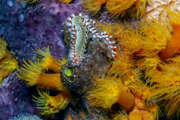 Caribbean Coral Reef Bearded Fireworm Hermodice Carunculata Type Marine Bristleworm — Stock Photo, Image