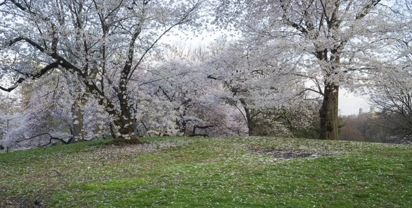 Весна Центральном Парке Нью Йорка Цветущими Вишневыми Деревьями — стоковое фото