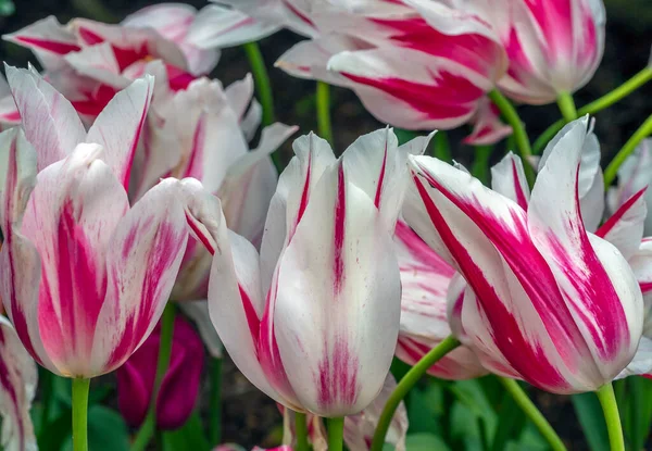 Tulip Spring Arrangemnt Central Park New York City — Stock Photo, Image