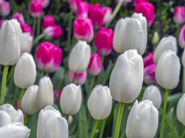 Tulpe Frühling New Yorker Central Park — Stockfoto