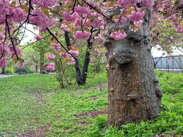 Kvetoucí Japonské Třešně Jaře Central Parku New York City — Stock fotografie
