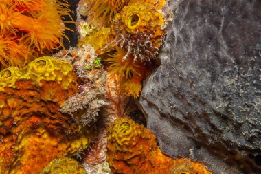 Bonaire adasının kıyısındaki Karayip mercan resifleri