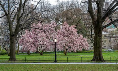 Baharda Central Park 'ta, New York City' de sabahın erken saatlerinde 
