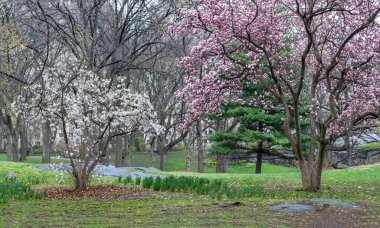 Baharda Central Park 'ta, New York City' de sabahın erken saatlerinde 