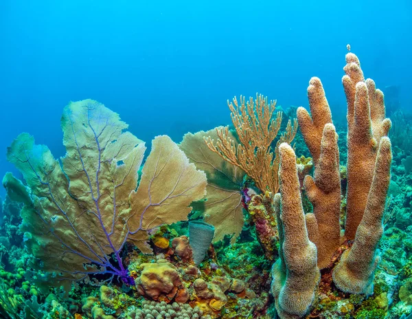 Barriera Corallina Dei Caraibi Largo Della Costa Dell Isola Bonaire — Foto Stock