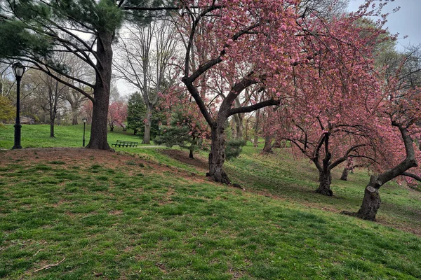 Baharın Başlarında New York Central Park Çiçek Açan Japon Kiraz — Stok fotoğraf