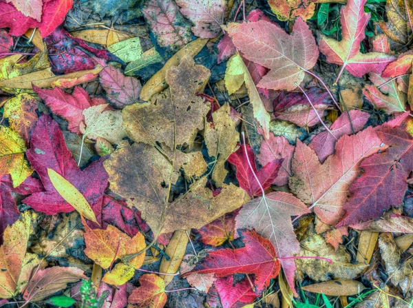 Herbstliches Laub Wald — Stockfoto