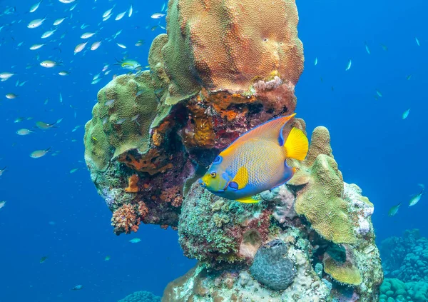 Bonaire Adasının Kıyısındaki Karayip Mercan Resifleri — Stok fotoğraf