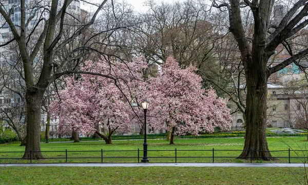 Primavera Central Park New York City Mattina Presto — Foto Stock