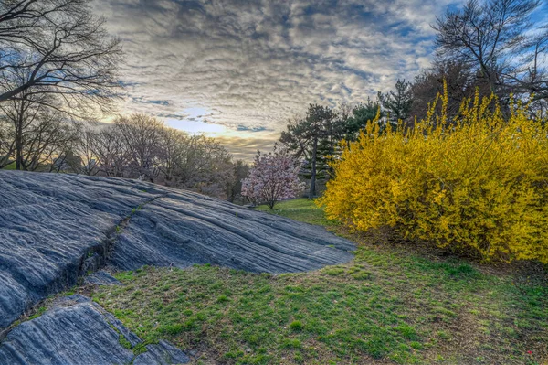 Spring Central Park New York City Early Morning — Stock Photo, Image