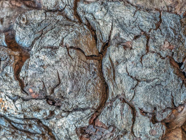 Log Forest Central Park New York City Close Macro — Fotografia de Stock