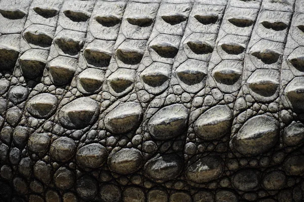 Krokodýl Vystupňovat Clouse — Stock fotografie