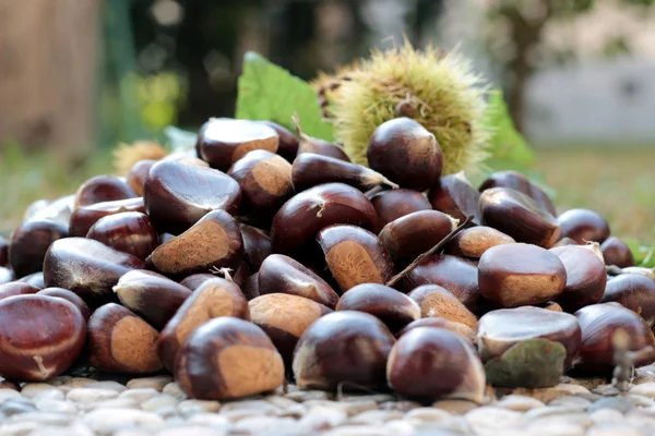 Alcune castagne in giardino — Foto Stock