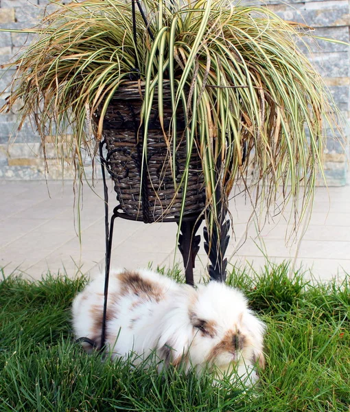 Konijn in de tuin — Stockfoto