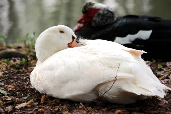 Um cisne em uma lagoa — Fotografia de Stock