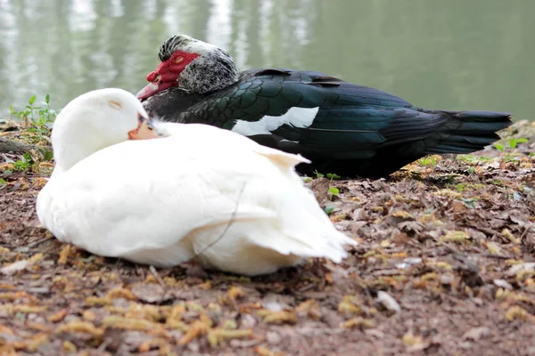 Un cygne dans un étang — Photo