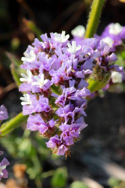 Bahçedeki çiçekler