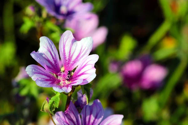 Blommor i trädgården — Stockfoto