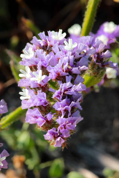 Flowers in the garden — Stock Photo, Image