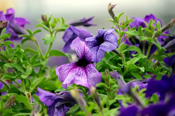 Blommor i trädgården — Stockfoto