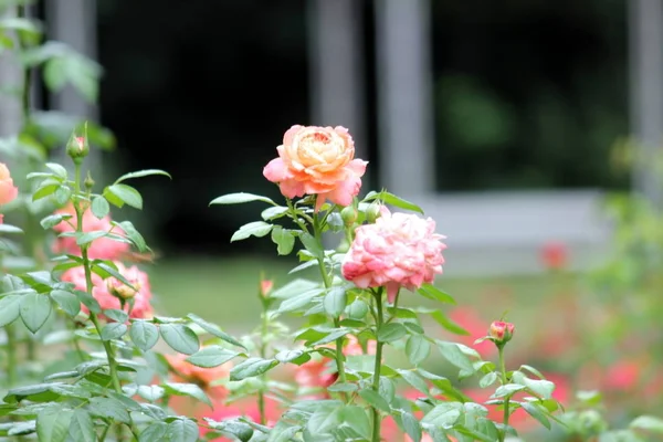 Blommor i trädgården — Stockfoto