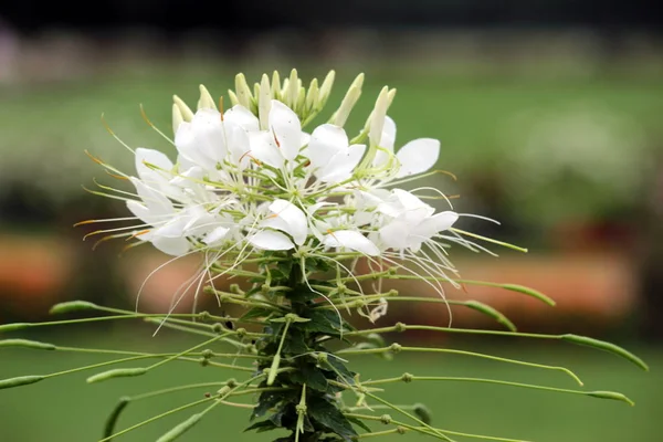 Blommor i trädgården — Stockfoto