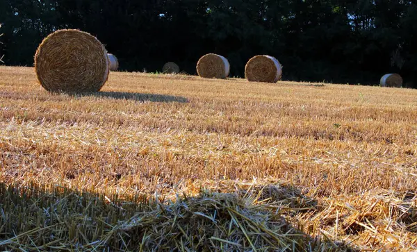 田舎: 穀物栽培 — ストック写真