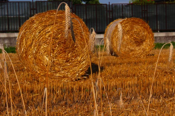 Campo: cultivo de grãos — Fotografia de Stock