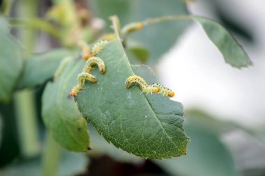 bazı tırtıllar yaprak üzerinde