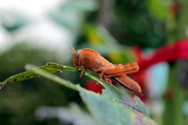 kırmızı bir çekirge