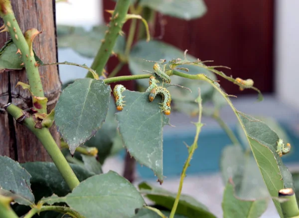 Some caterpillars on the leaf — Stock Photo, Image