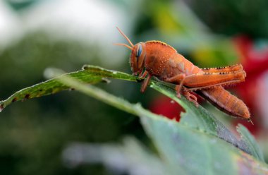 kırmızı bir çekirge