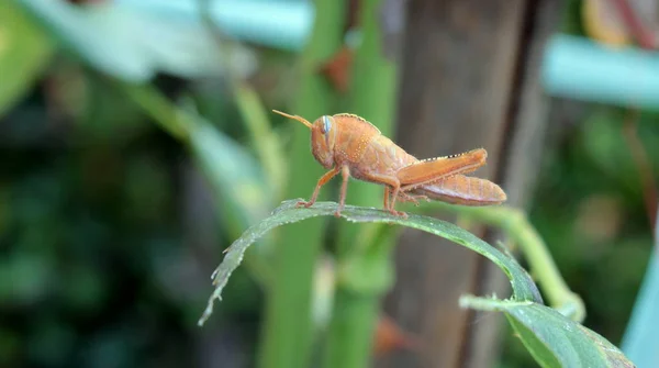 Eine rote Heuschrecke — Stockfoto